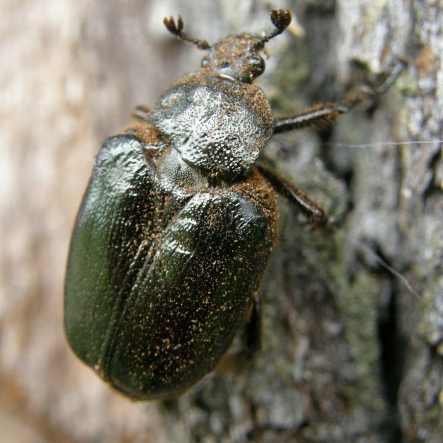 Отруйні та рідкісні жуки України: кого варто остерігатись - фото 8