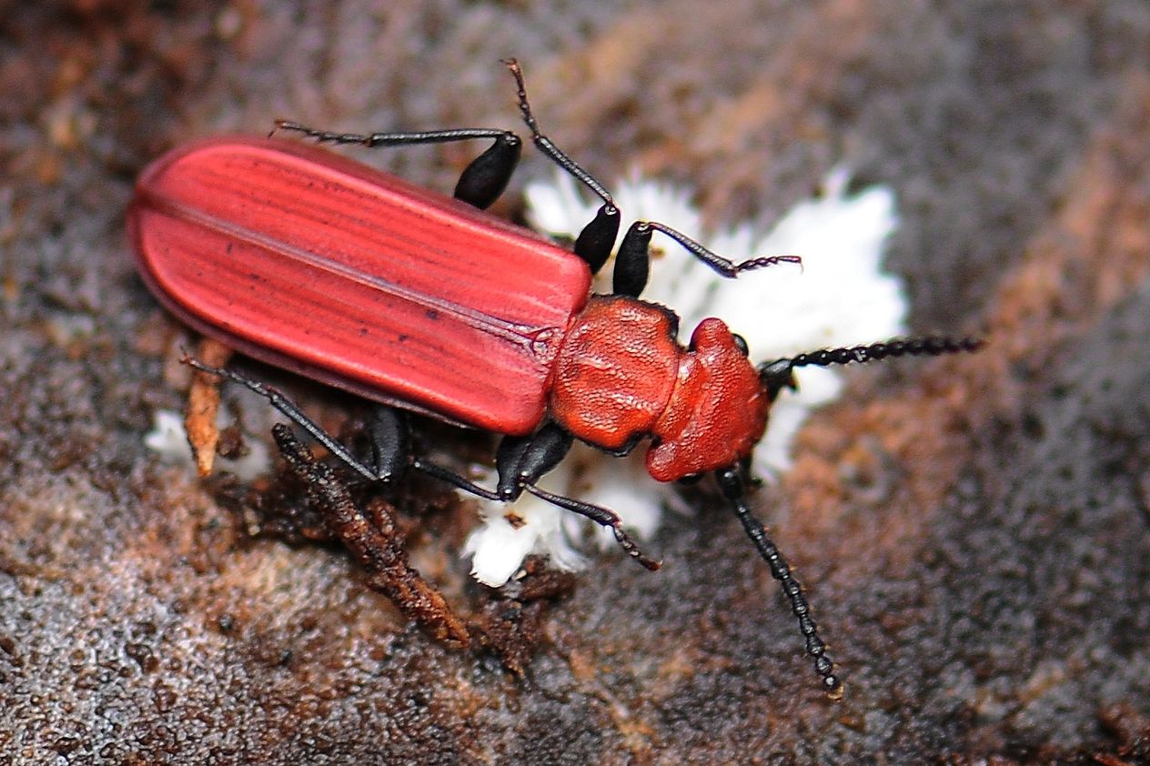 Отруйні та рідкісні жуки України: кого варто остерігатись - фото 9