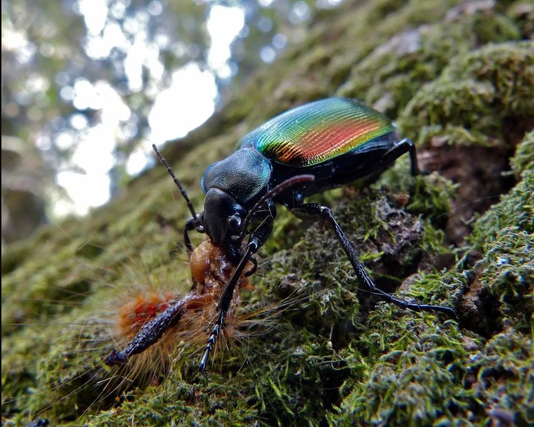 Отруйні та рідкісні жуки України: кого варто остерігатись - фото 10