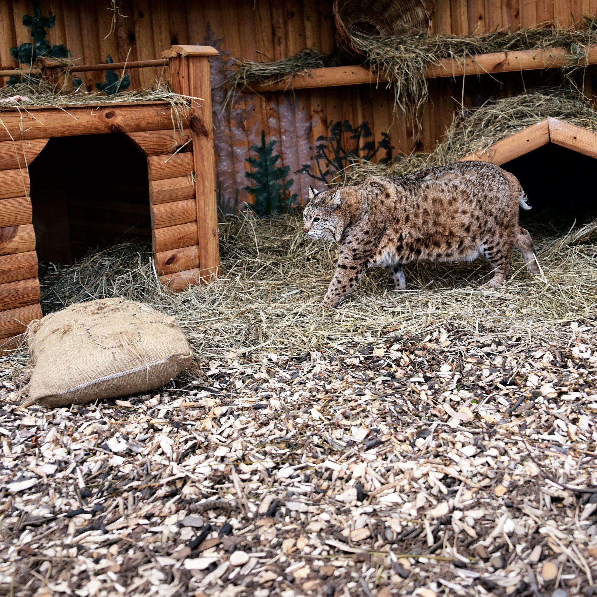 Рись Степан у КиївЗОО готується до пляжного сезону - фото 5