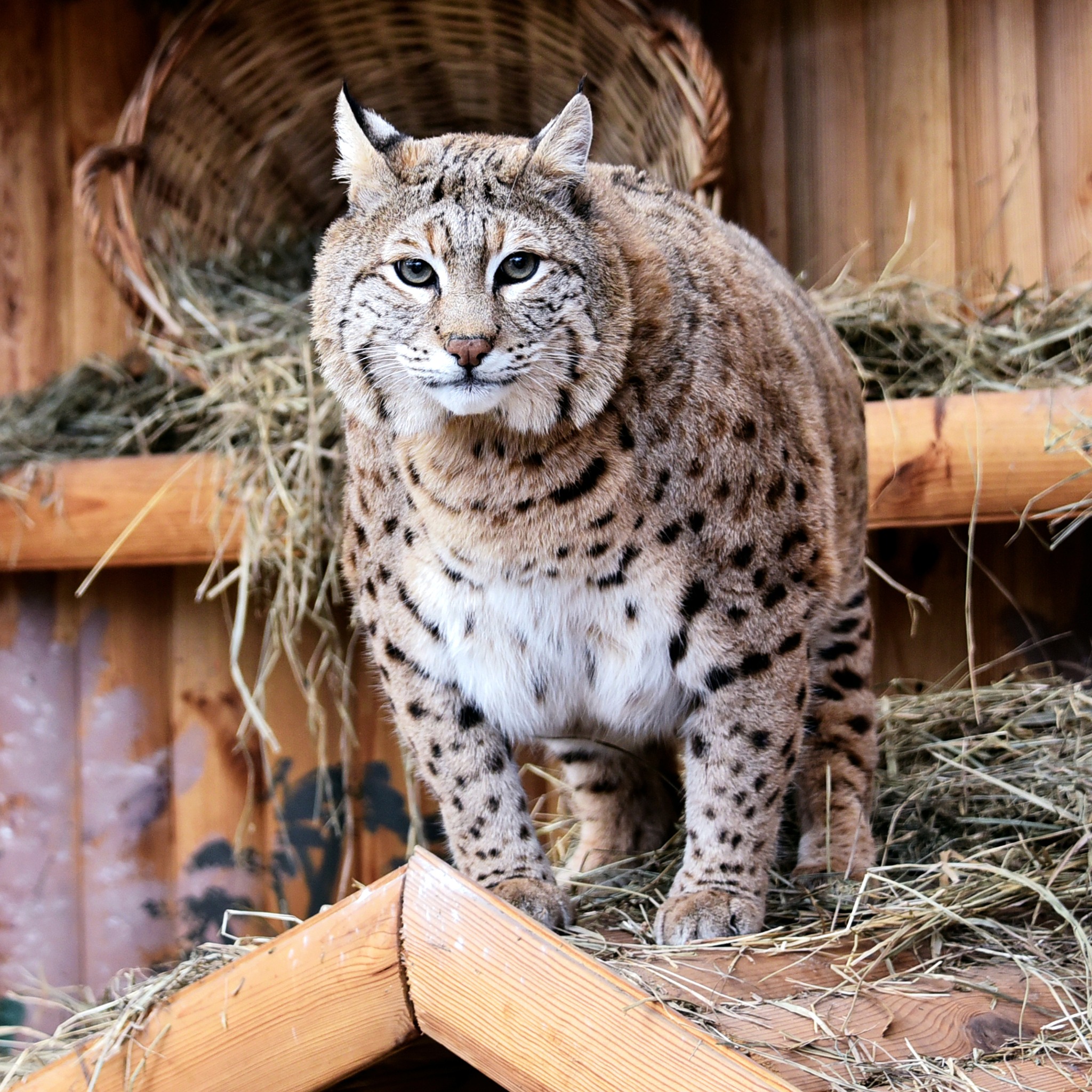 Рись Степан у КиївЗОО готується до пляжного сезону