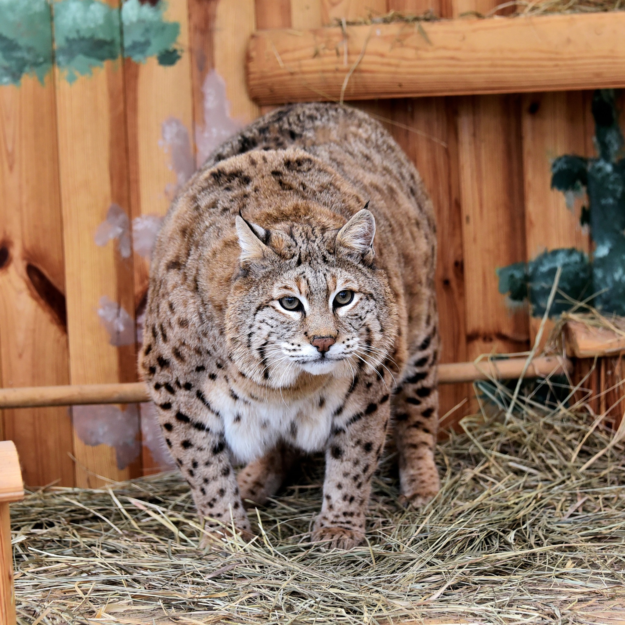 Рись Степан у КиївЗОО готується до пляжного сезону - фото 4