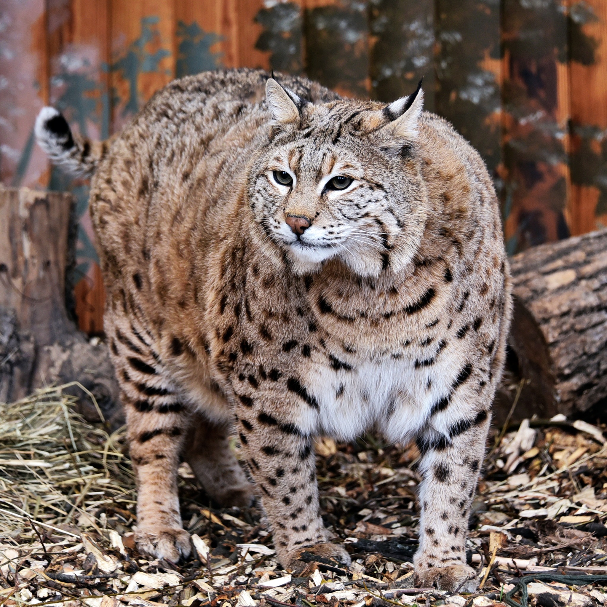 Рись Степан у КиївЗОО готується до пляжного сезону - фото 6