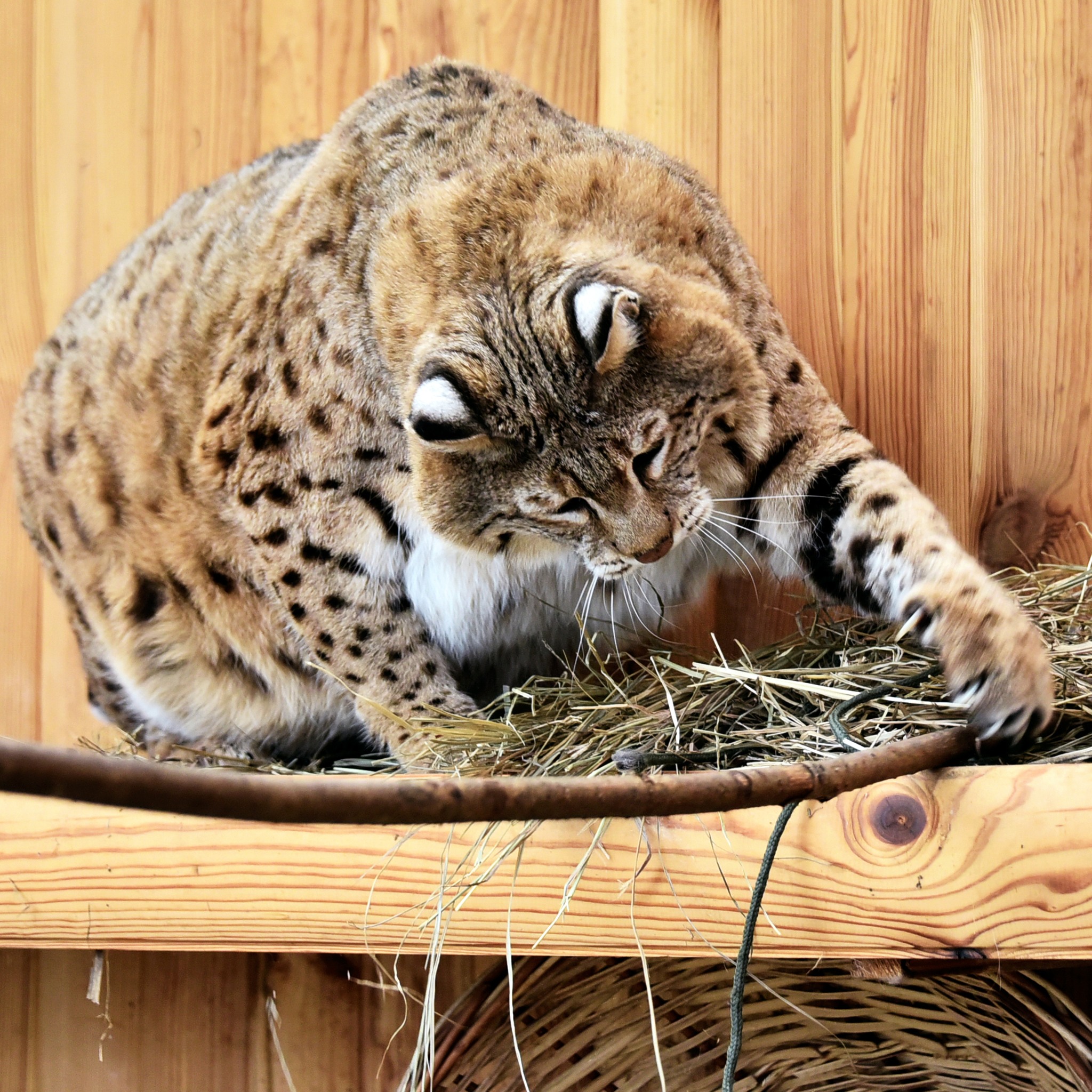Рись Степан у КиївЗОО готується до пляжного сезону - фото 3