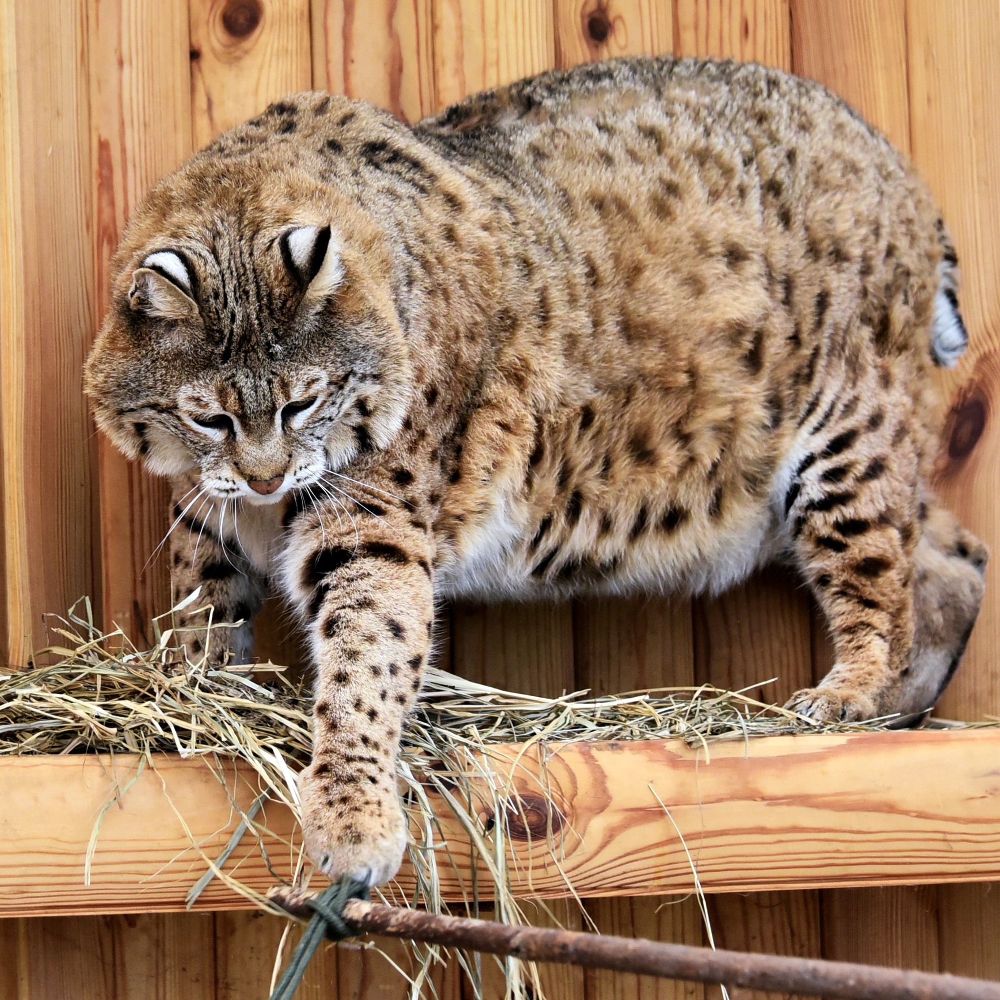Рись Степан у КиївЗОО готується до пляжного сезону - фото 2