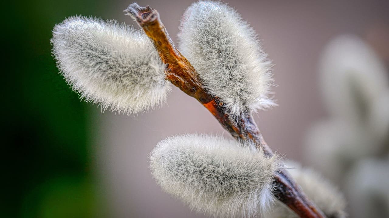 Де та коли святять вербу у Києві: розклад богослужінь у головних храмах столиці
