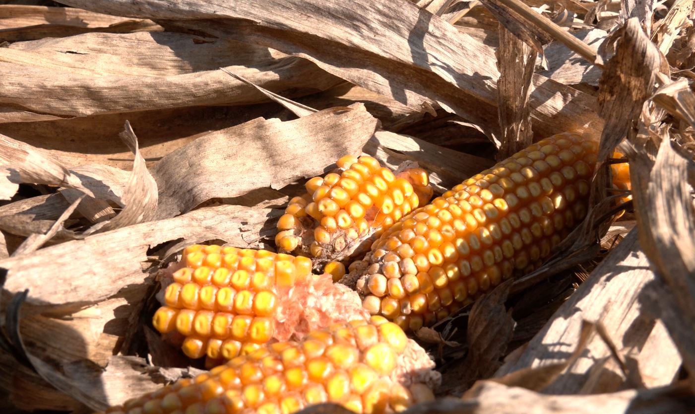 На Черкащині фермери відкладають збір кукурудзи до весни через високу вологість зерна - фото 2