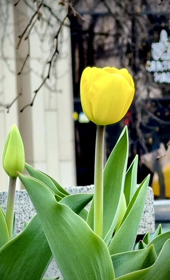 На Майдані Незалежності розквітають перші тюльпани