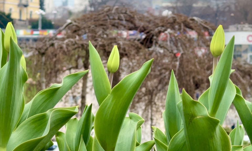 На Майдані Незалежності розквітають перші тюльпани - фото 5