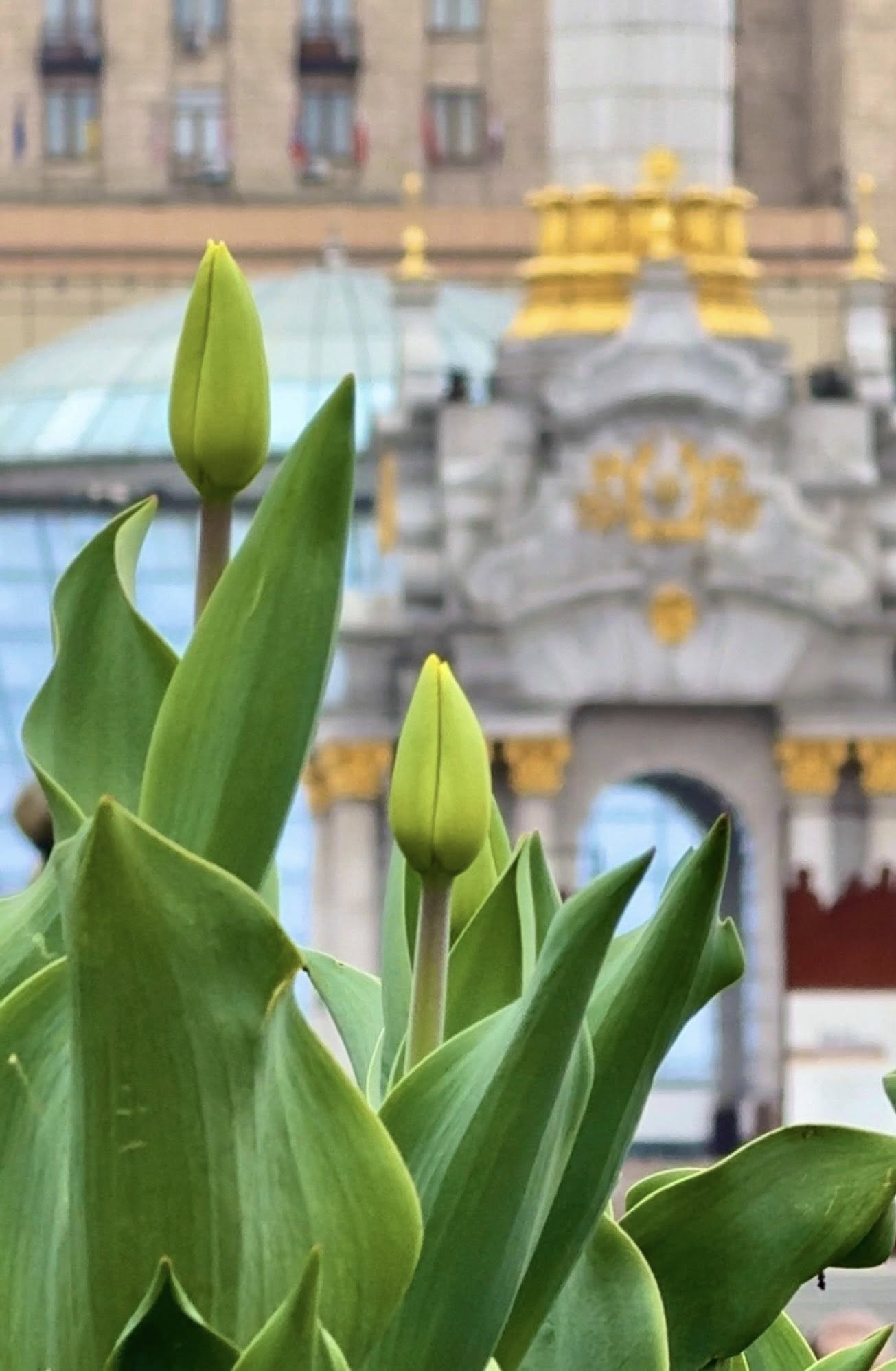 На Майдані Незалежності розквітають перші тюльпани - фото 4