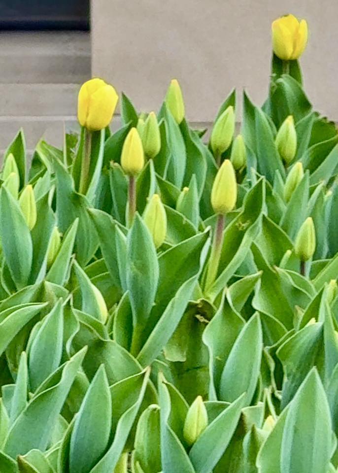 На Майдані Незалежності розквітають перші тюльпани - фото 3