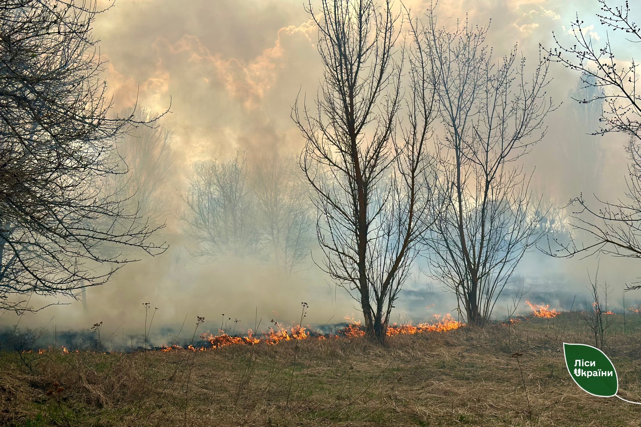 Пожежі виникли у лісах Черкащини під час російського обстрілу - фото 5