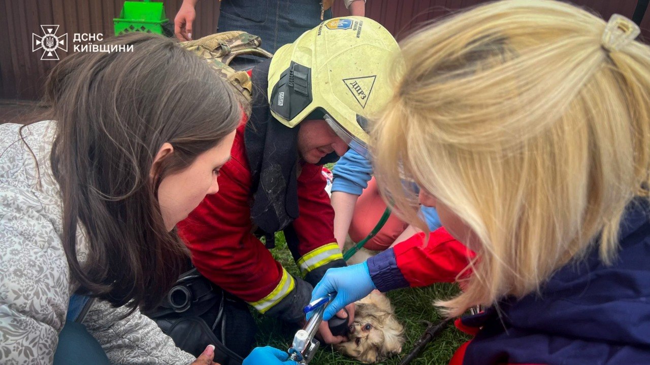 Росіяни атакували ветклініку на Київщині: загинули тварини - фото 2