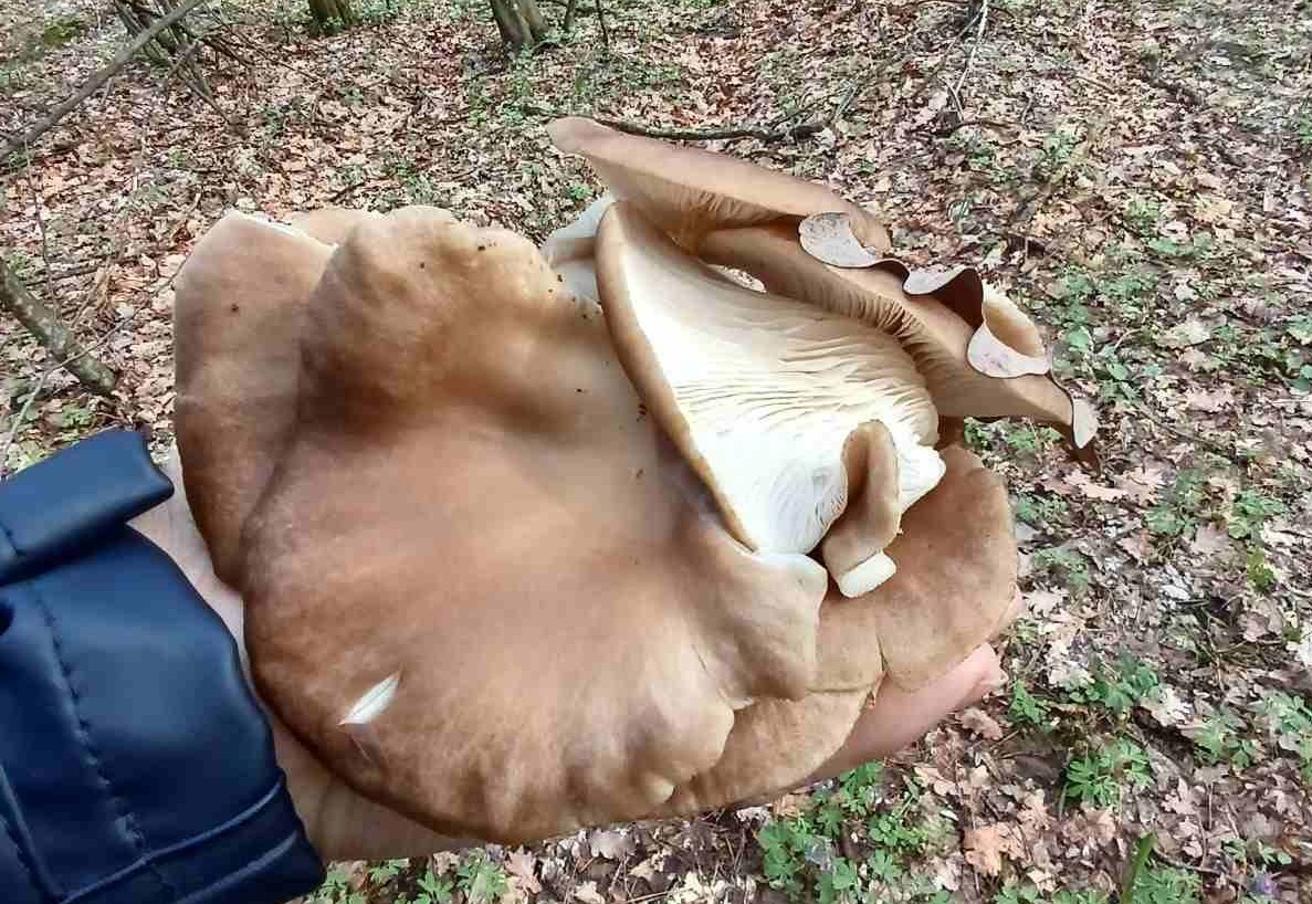 Весняні гриби збирають на Черкащині: сморжі та гливи: Фото - фото 2