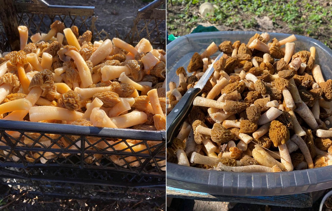 Весняні гриби збирають на Черкащині: сморжі та гливи: Фото