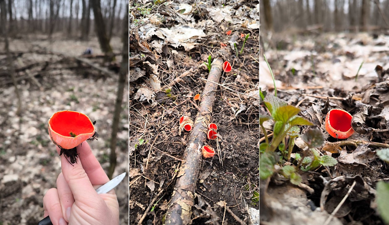 Весняні гриби збирають на Черкащині: сморжі та гливи: Фото - фото 3