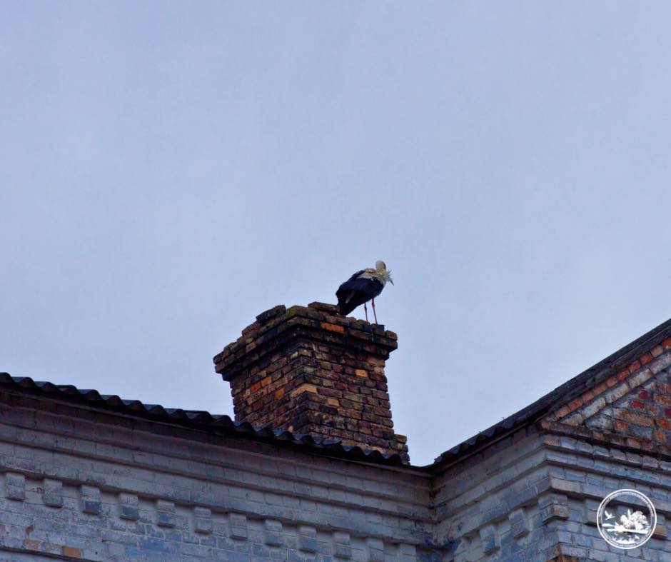 До Чорнобиля вперше за 20 років повернулися білі лелеки