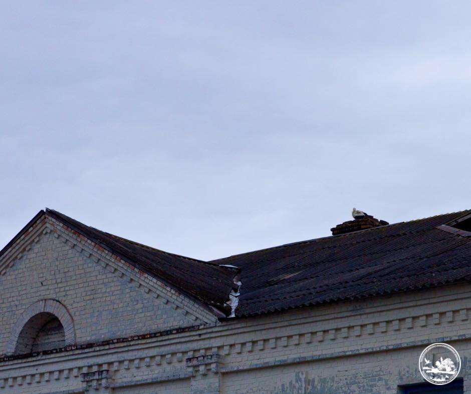 До Чорнобиля вперше за 20 років повернулися білі лелеки - фото 2