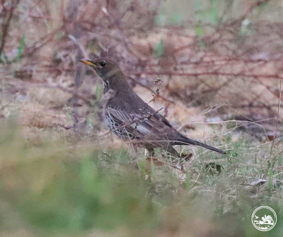 На Київщині вперше за 50 років зафіксували дрозда гірського - фото 3