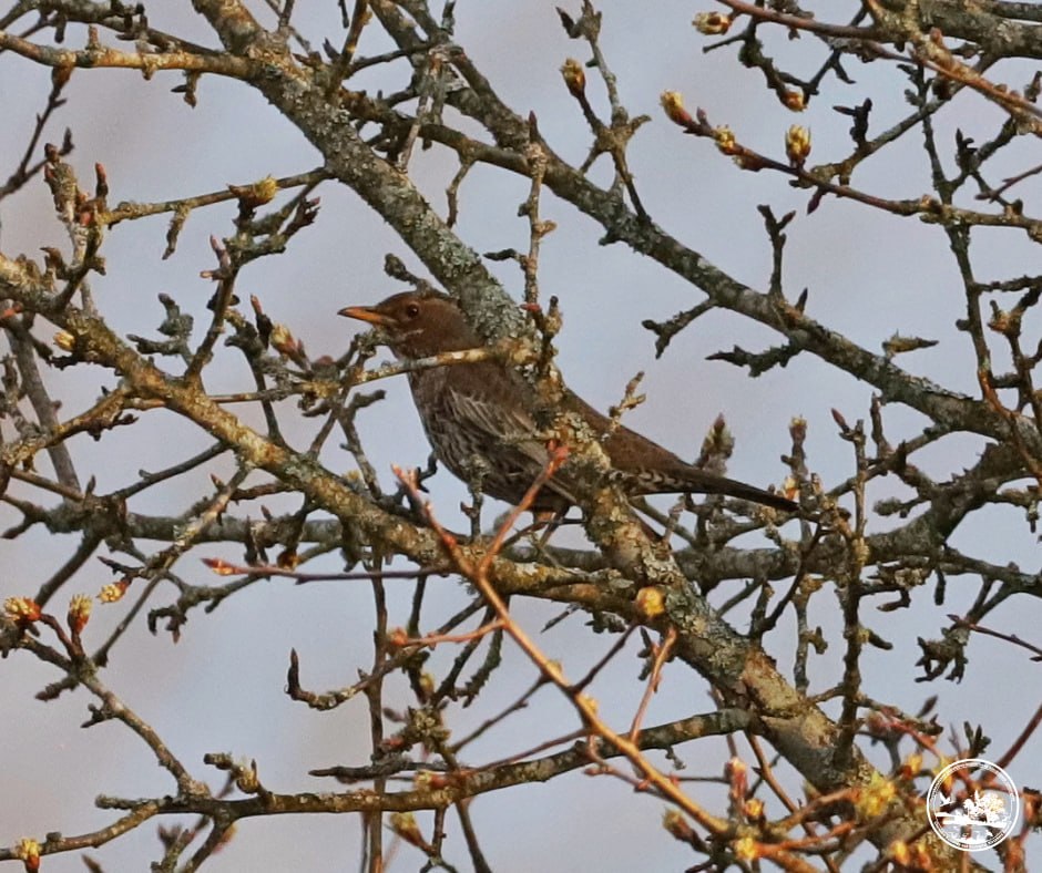 На Київщині вперше за 50 років зафіксували дрозда гірського
