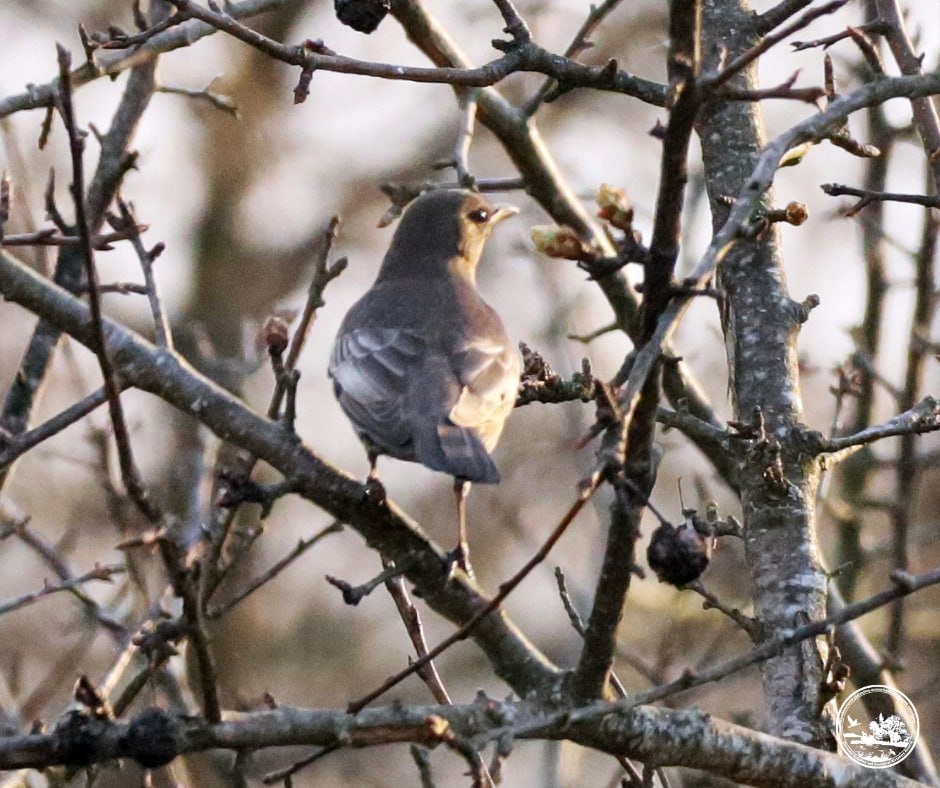 На Київщині вперше за 50 років зафіксували дрозда гірського - фото 2