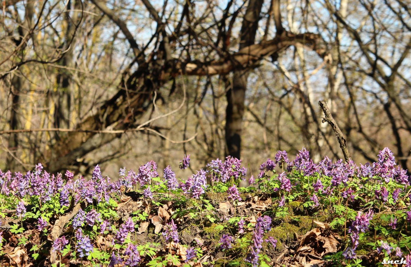 Блакитне озеро, покинуті будинки і квіти – весна в селі Бучак Черкаської області. Фото - фото 11