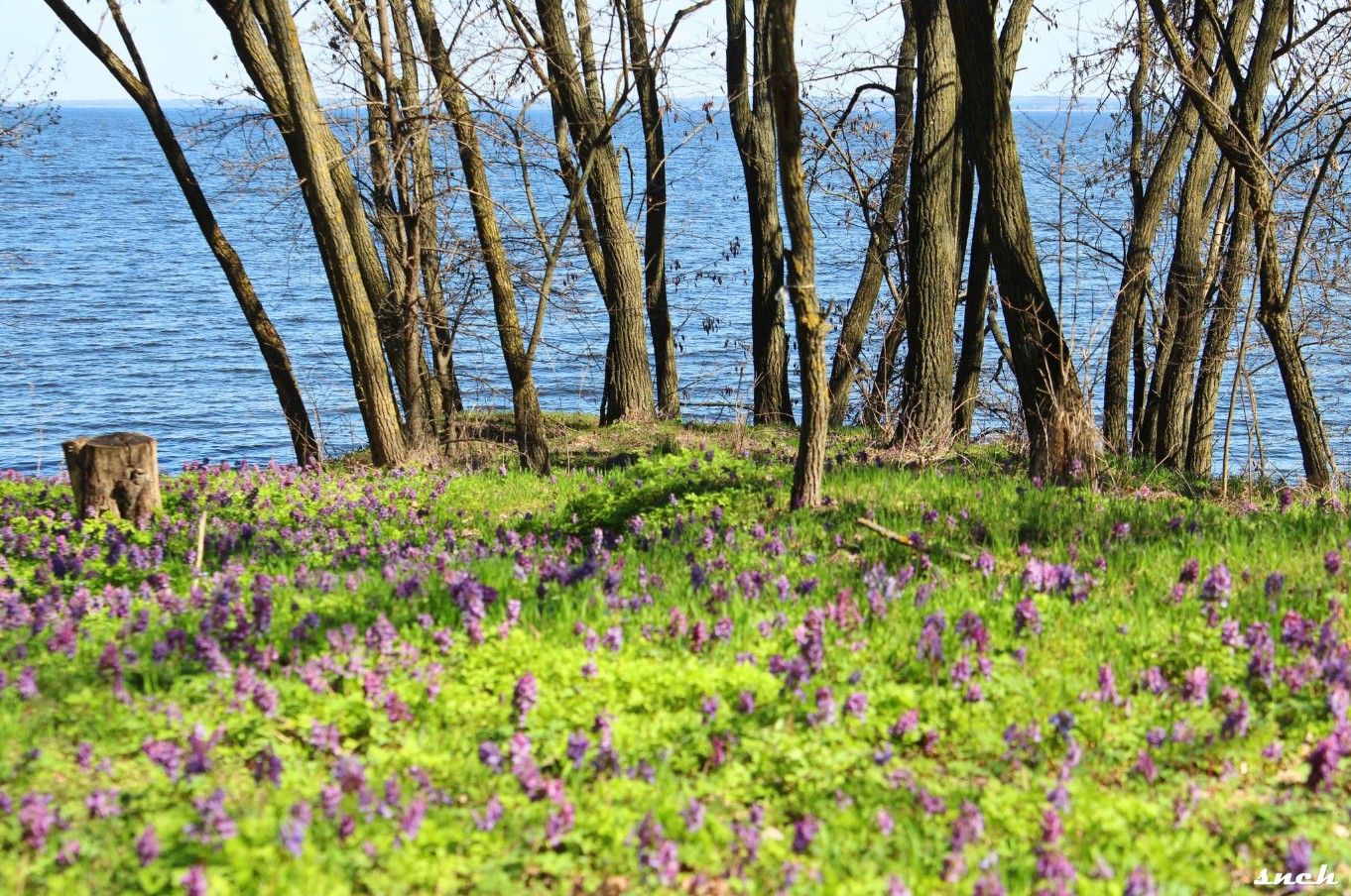 Блакитне озеро, покинуті будинки і квіти – весна в селі Бучак Черкаської області. Фото - фото 2