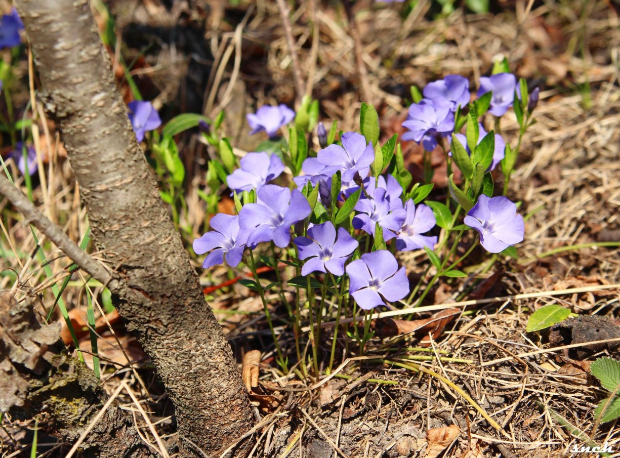 Блакитне озеро, покинуті будинки і квіти – весна в селі Бучак Черкаської області. Фото - фото 5