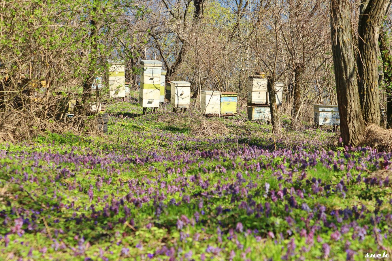 Блакитне озеро, покинуті будинки і квіти – весна в селі Бучак Черкаської області. Фото - фото 7