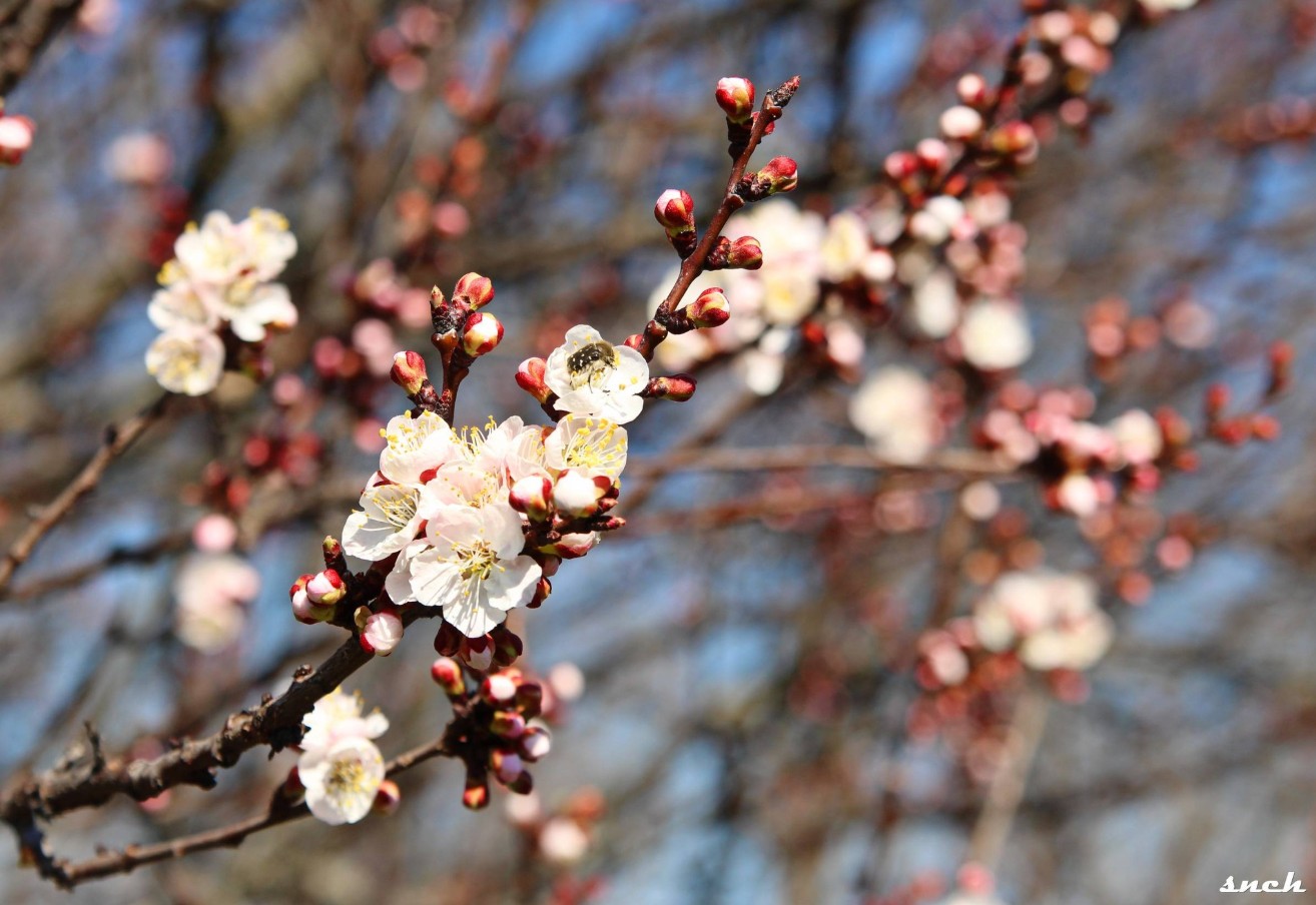 Блакитне озеро, покинуті будинки і квіти – весна в селі Бучак Черкаської області. Фото - фото 8