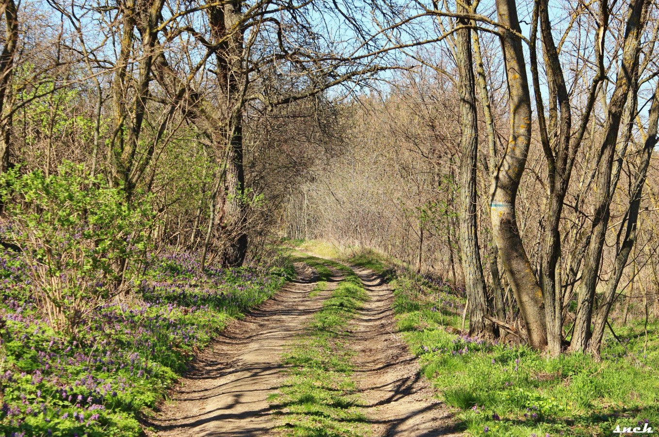 Блакитне озеро, покинуті будинки і квіти – весна в селі Бучак Черкаської області. Фото - фото 13