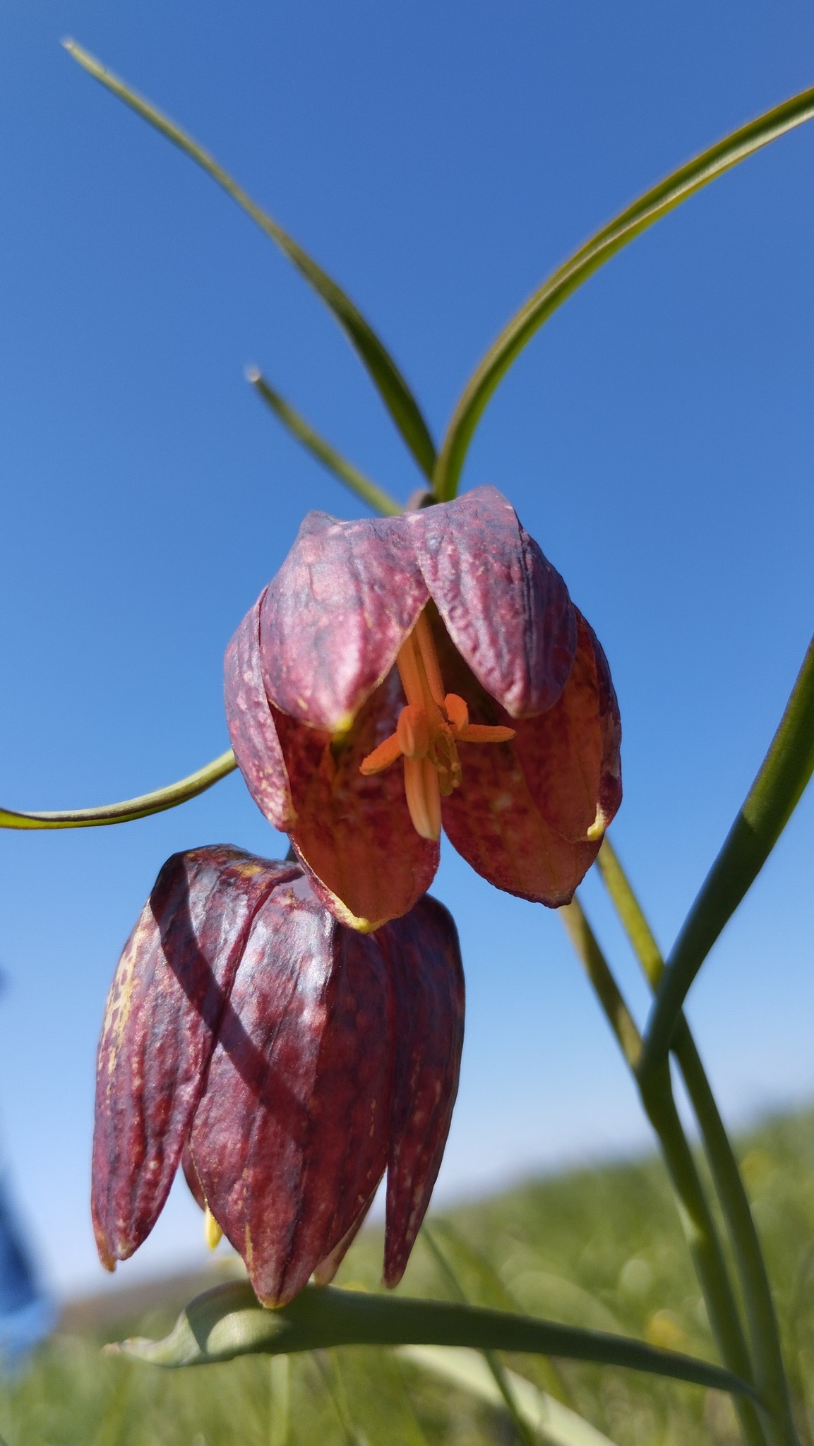 На Черкащині квітне рябчик шаховий, занесений до Червоної книги. Фото