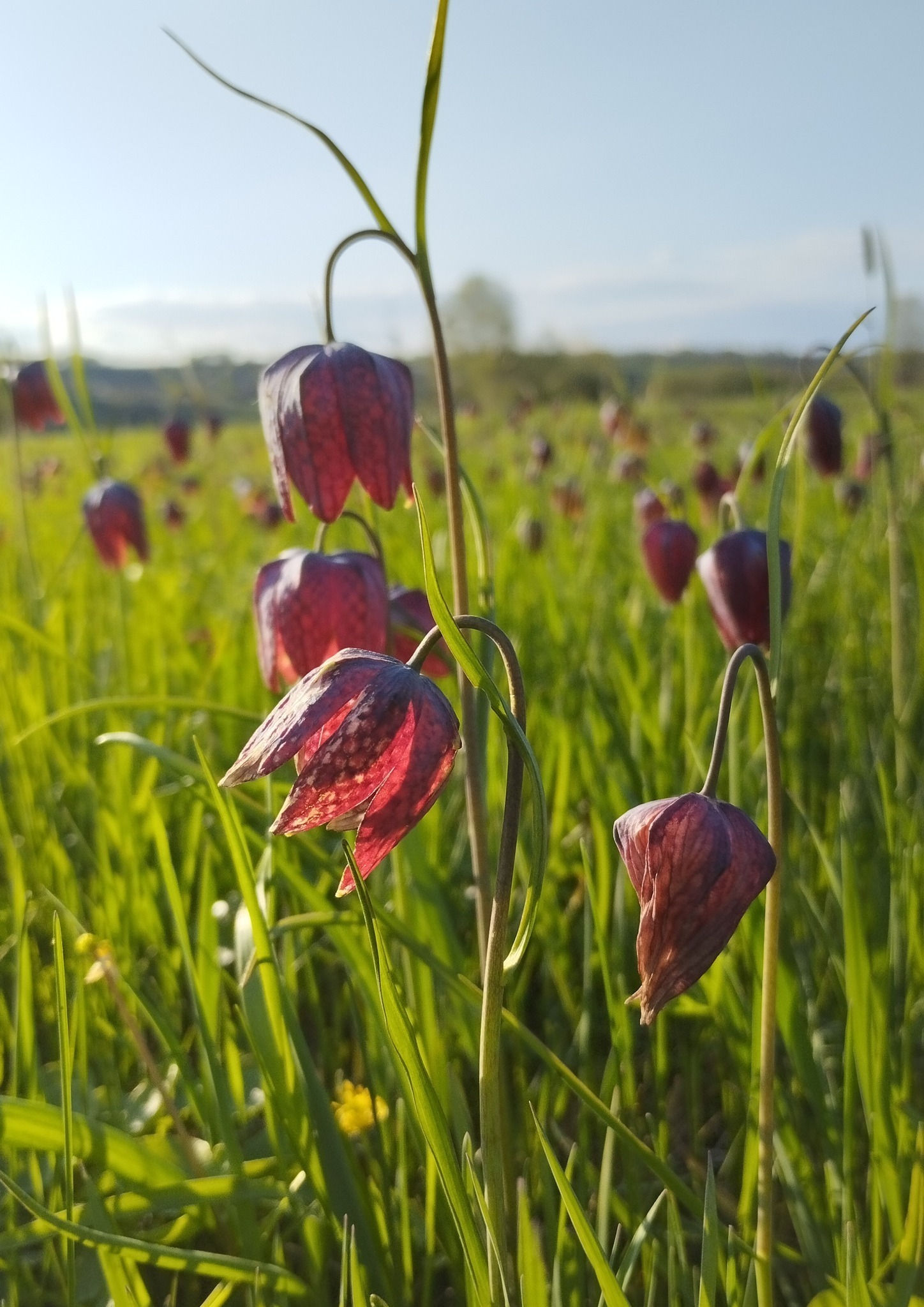 На Черкащині квітне рябчик шаховий, занесений до Червоної книги. Фото - фото 2