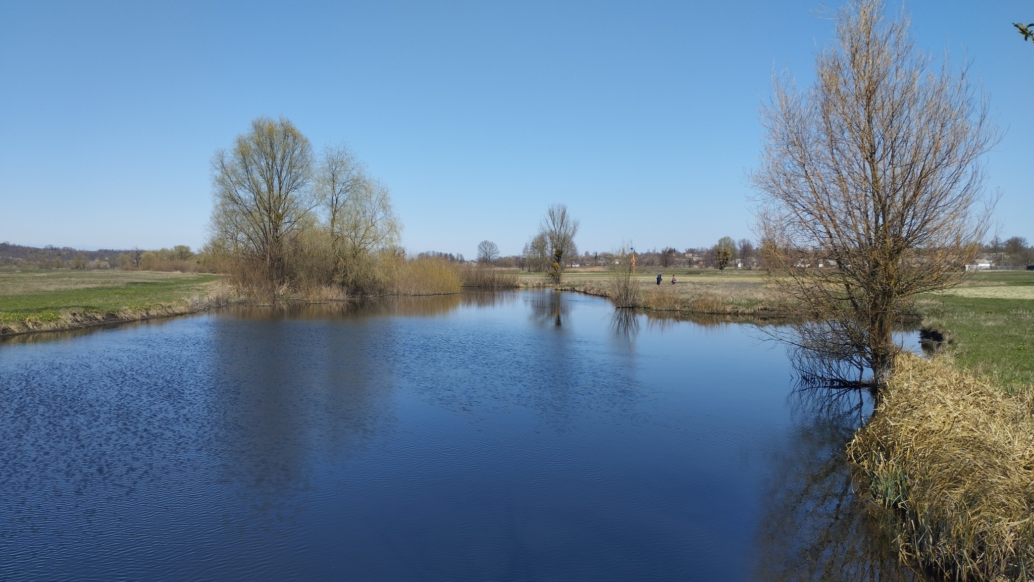 На Черкащині квітне рябчик шаховий, занесений до Червоної книги. Фото - фото 3