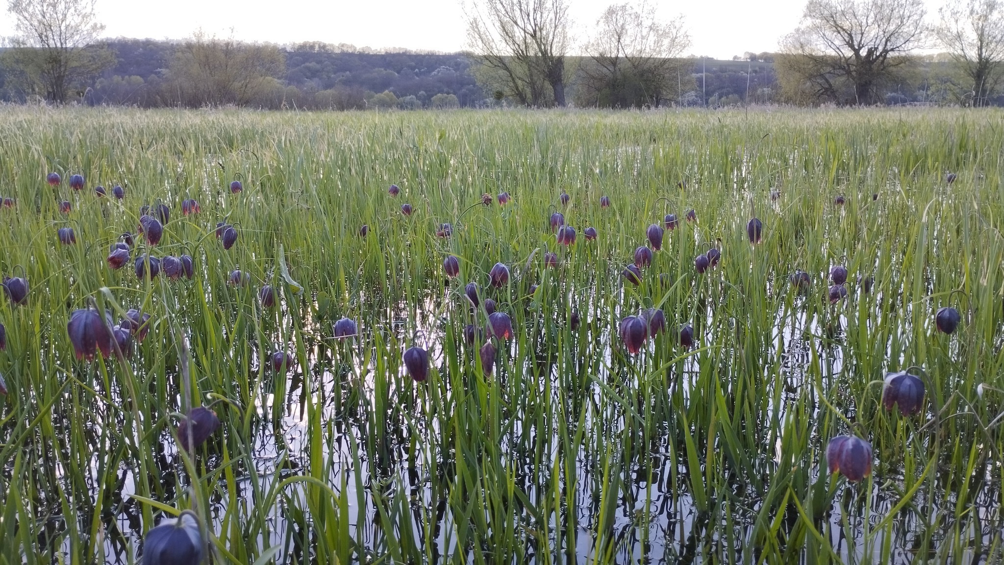 На Черкащині квітне рябчик шаховий, занесений до Червоної книги. Фото - фото 4
