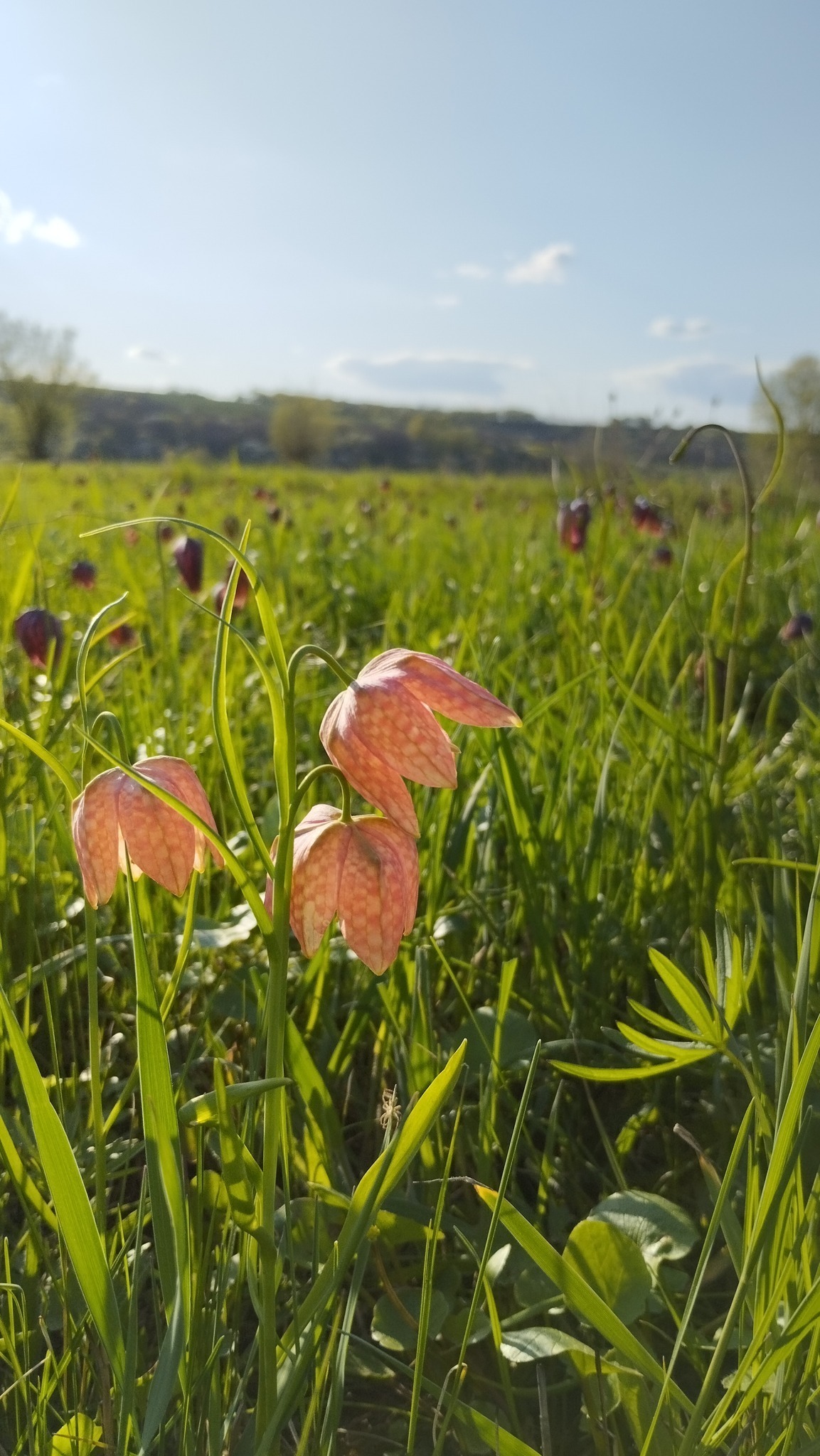 На Черкащині квітне рябчик шаховий, занесений до Червоної книги. Фото - фото 5
