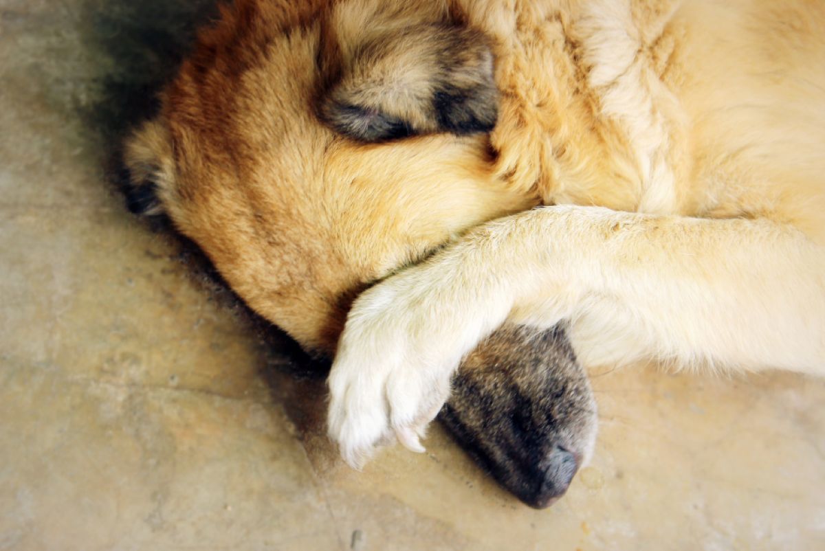 Як заспокоїти собаку під час вибухів: поради для власників