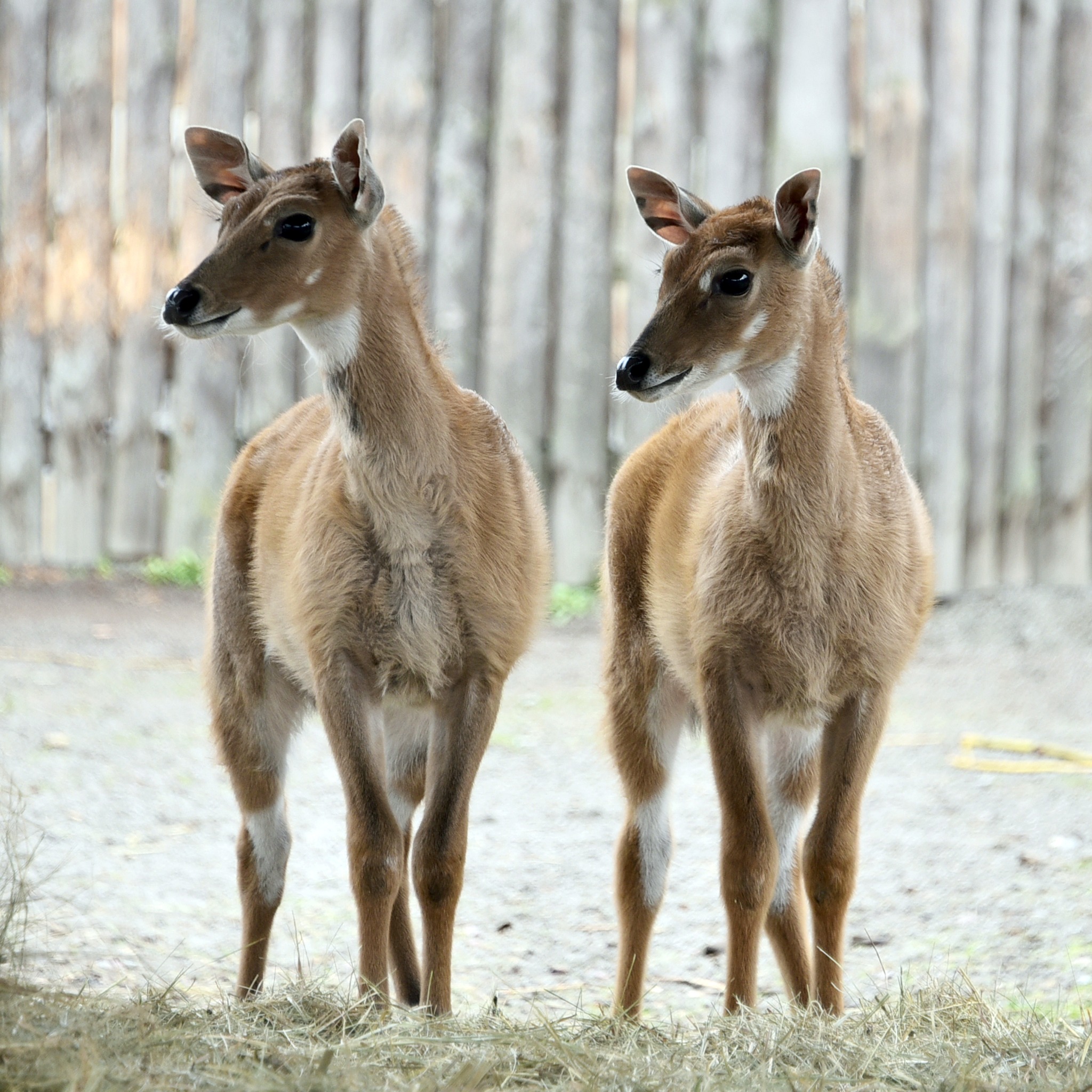 У Київському зоопарку народилися антилопи нільгау: малечу вже вивели на прогулянки