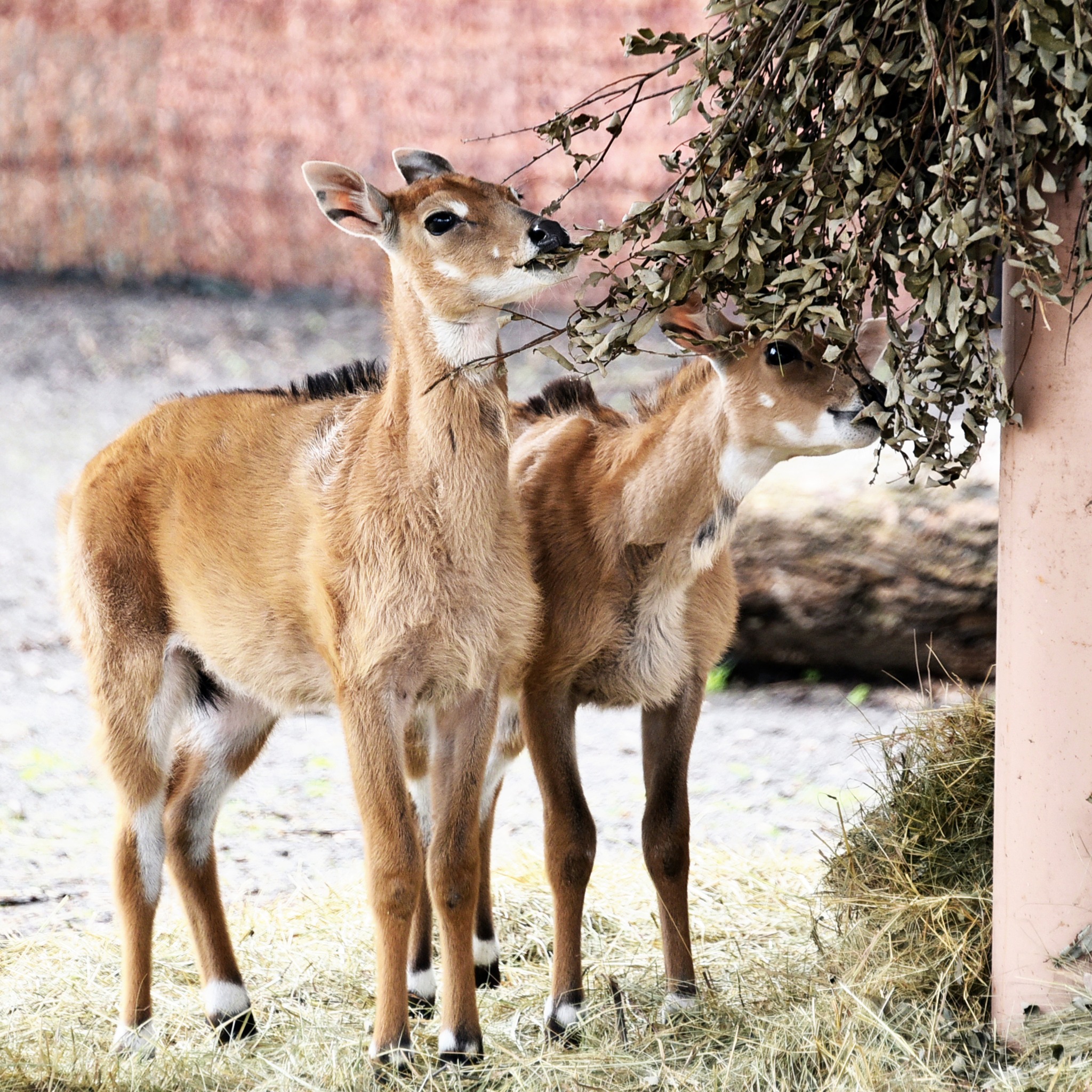 У Київському зоопарку народилися антилопи нільгау: малечу вже вивели на прогулянки - фото 2