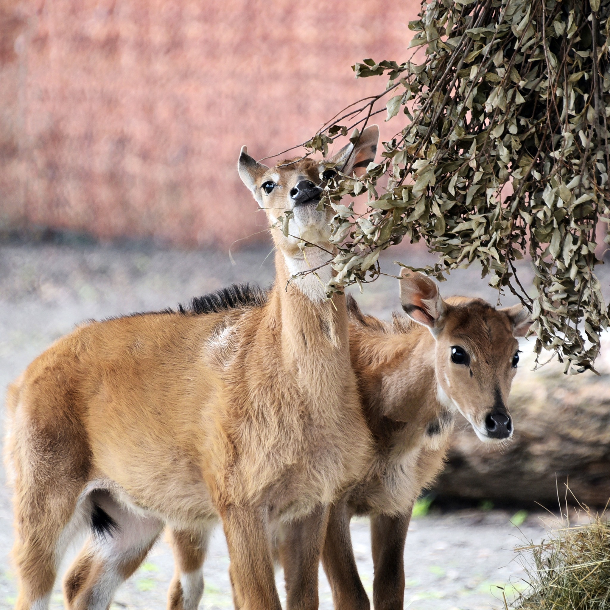 У Київському зоопарку народилися антилопи нільгау: малечу вже вивели на прогулянки - фото 3