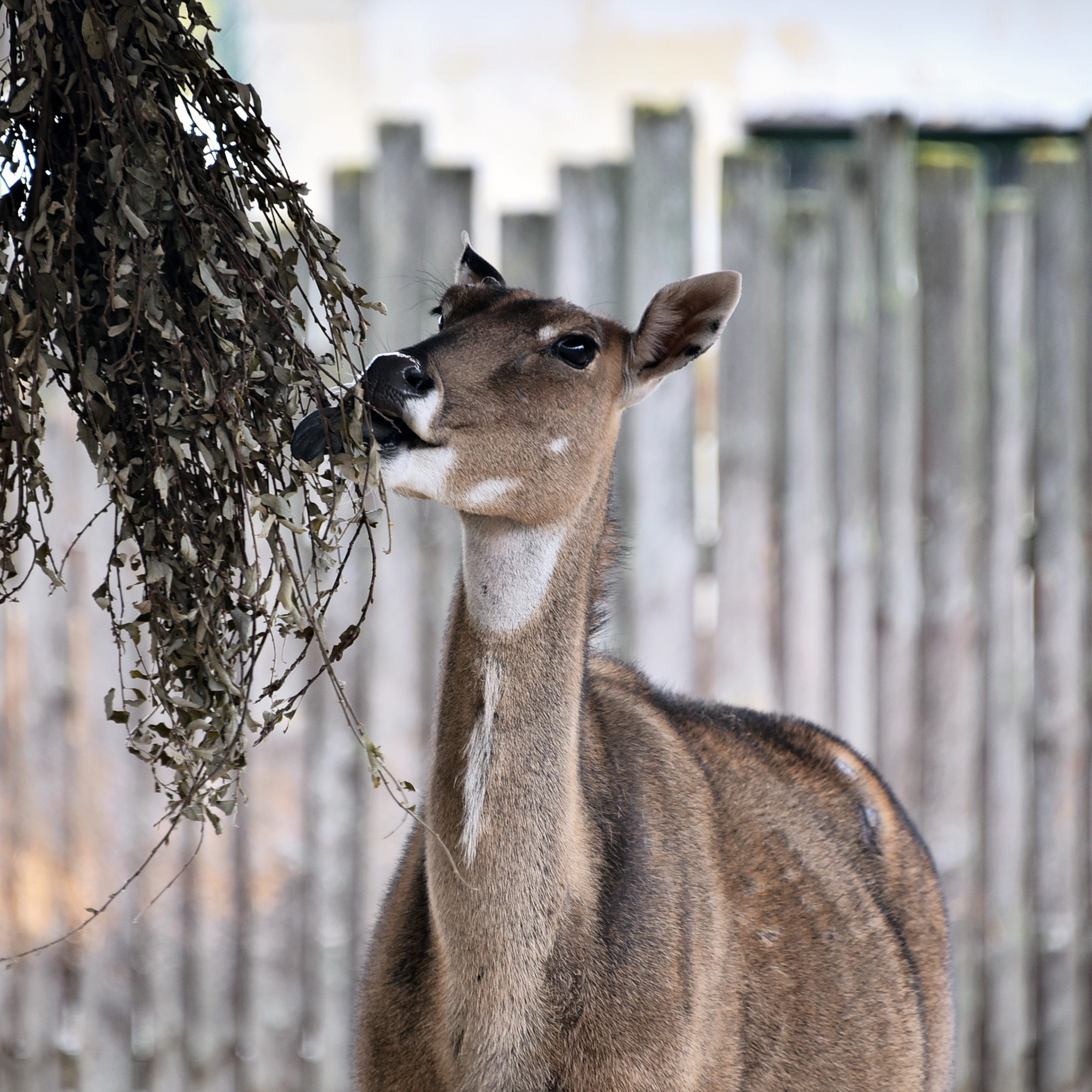 У Київському зоопарку народилися антилопи нільгау: малечу вже вивели на прогулянки - фото 3