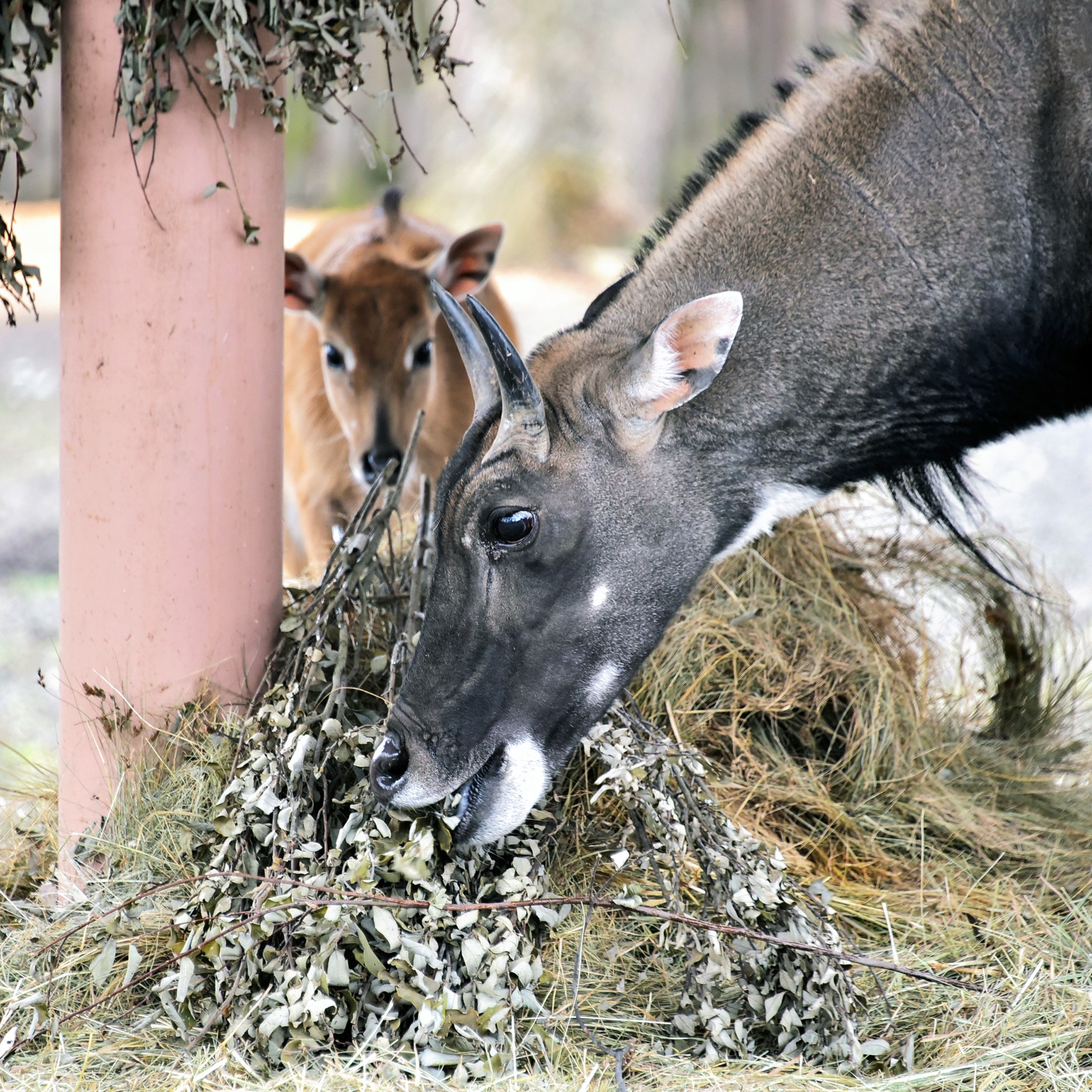 У Київському зоопарку народилися антилопи нільгау: малечу вже вивели на прогулянки - фото 4