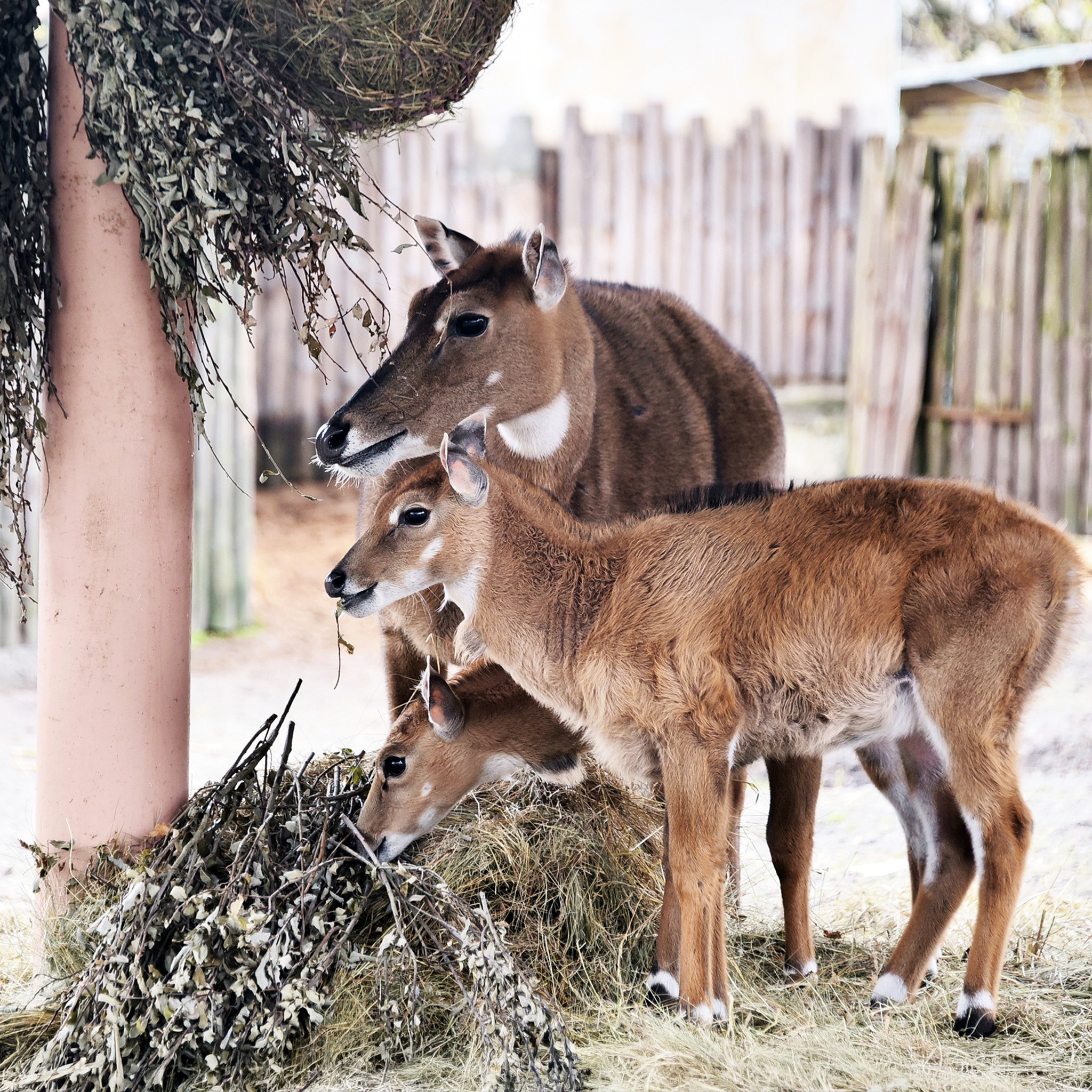 У Київському зоопарку народилися антилопи нільгау: малечу вже вивели на прогулянки