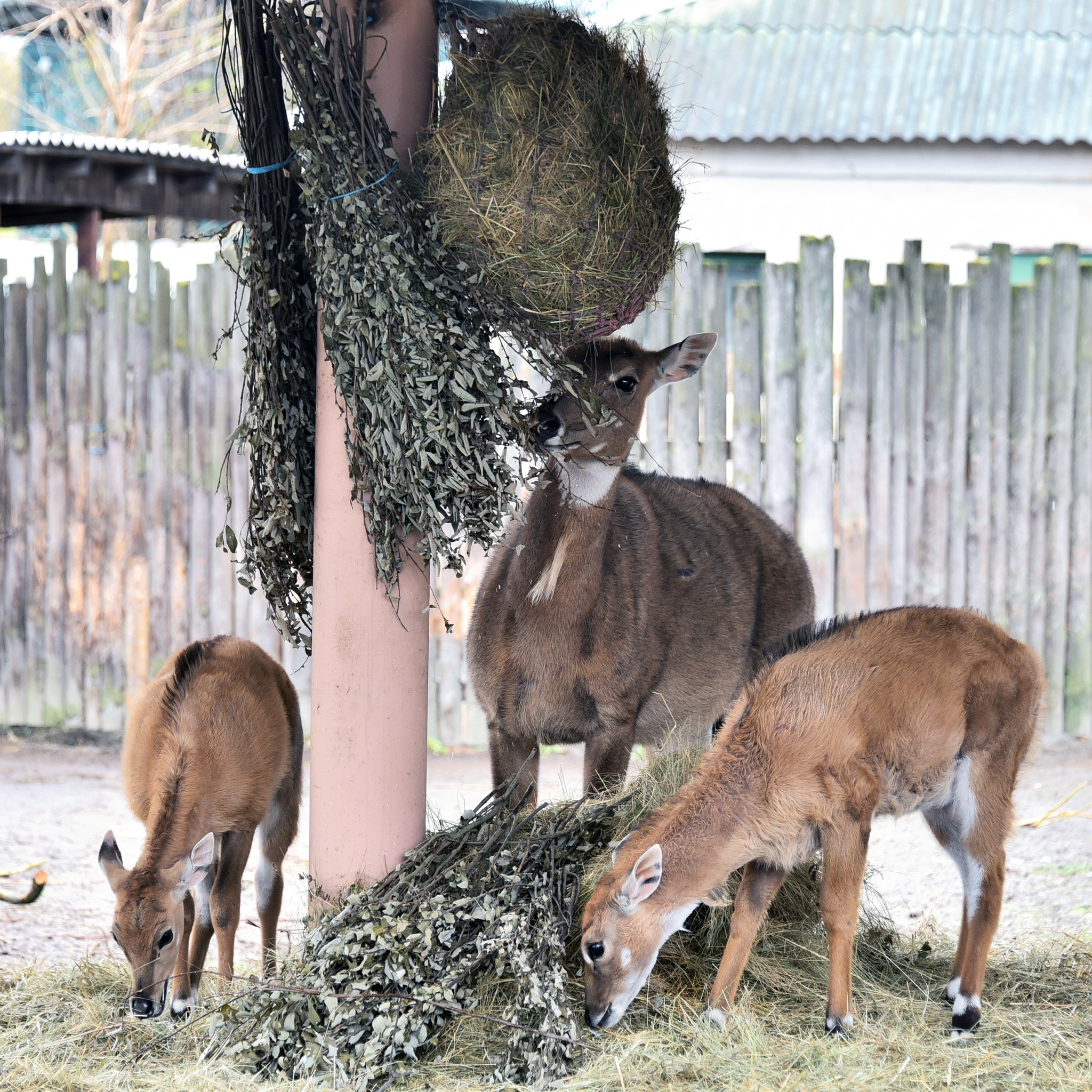 У Київському зоопарку народилися антилопи нільгау: малечу вже вивели на прогулянки - фото 2