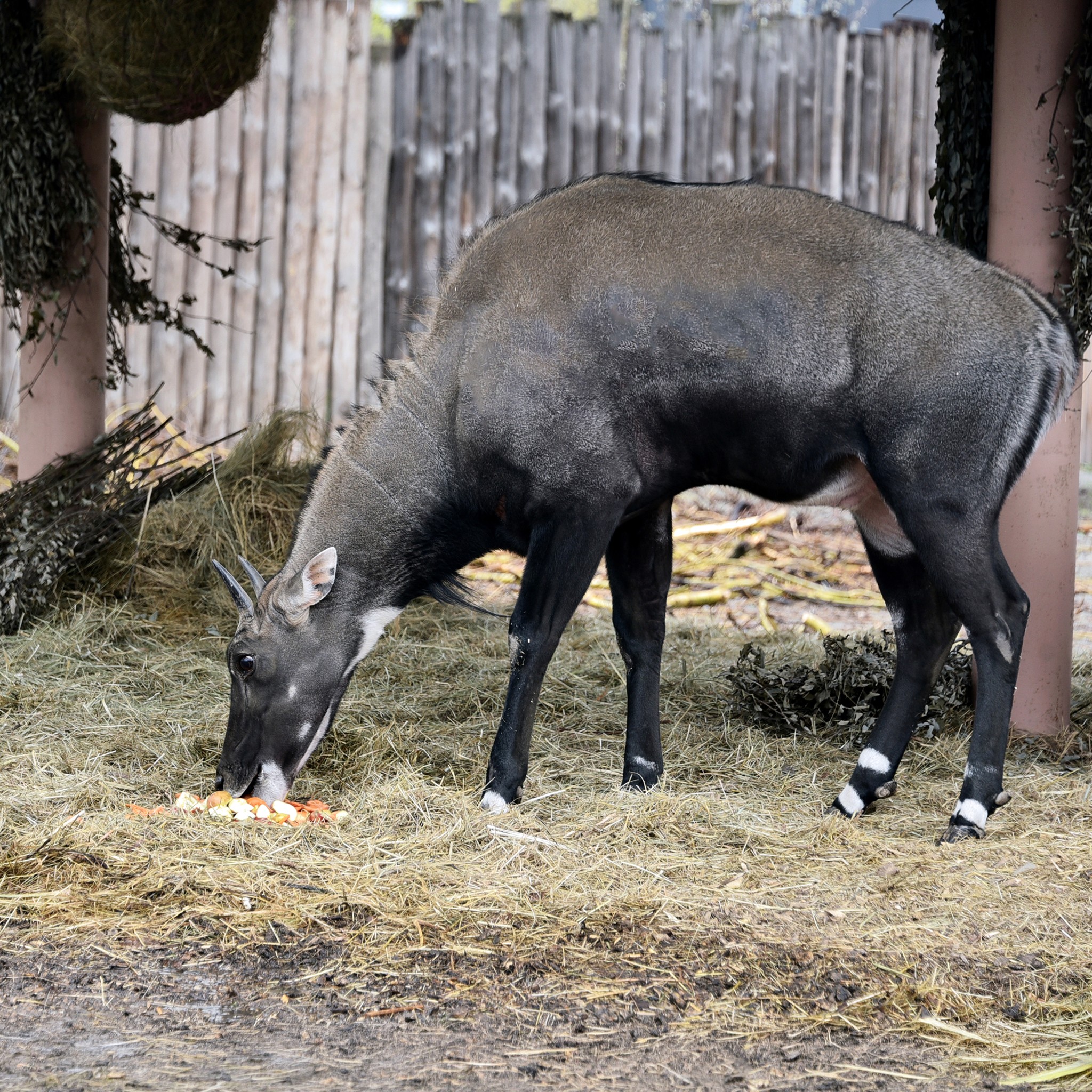 У Київському зоопарку народилися антилопи нільгау: малечу вже вивели на прогулянки - фото 5