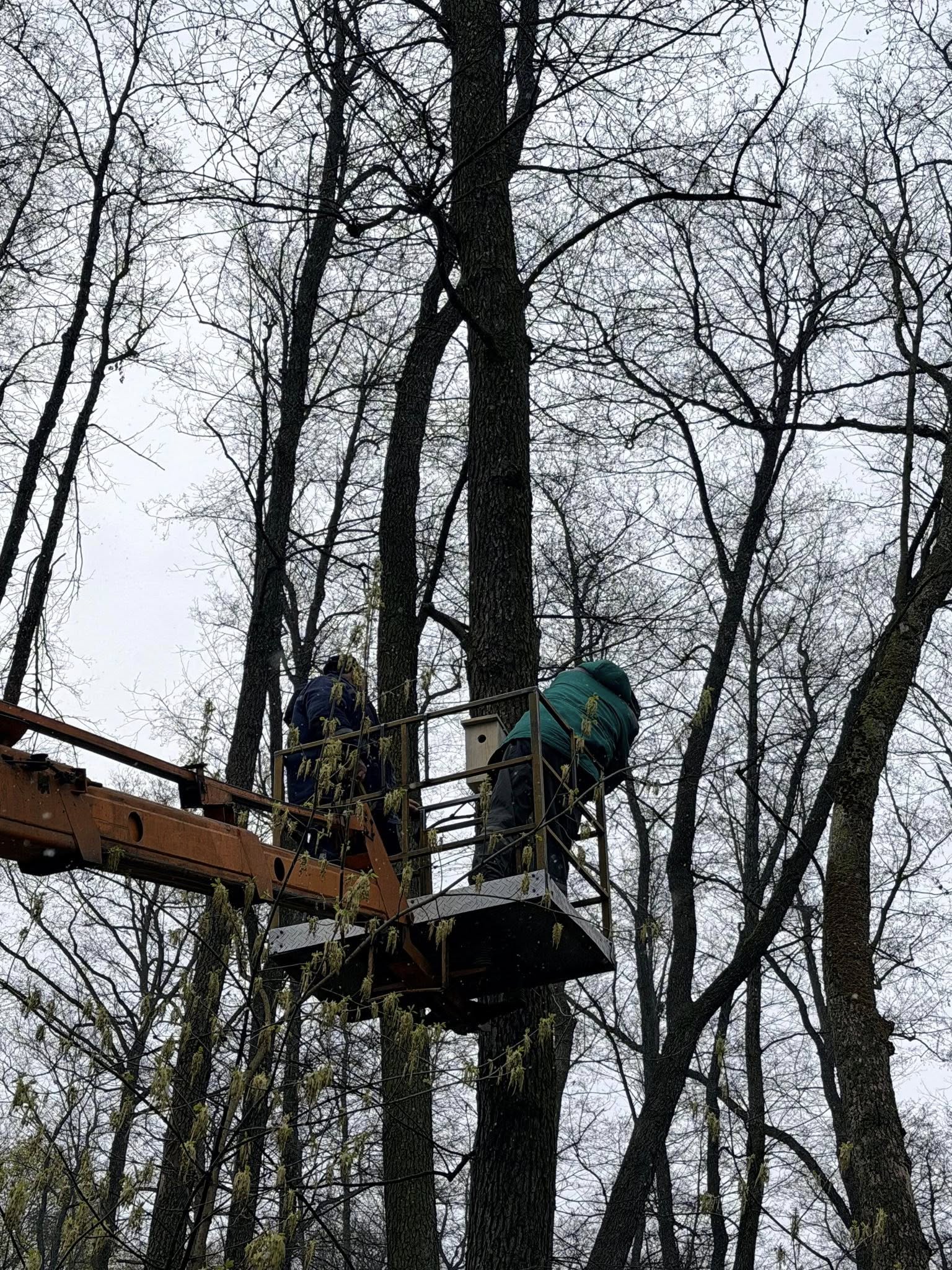 У Києві встановили майже 60 нових будиночків для птахів - фото 2