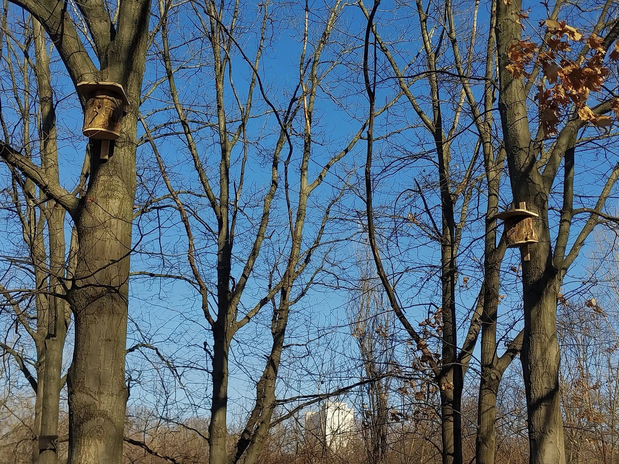 У Києві встановили майже 60 нових будиночків для птахів