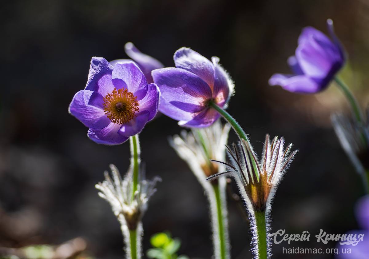 Сон-трава квітне у лісництві на Черкащині. Фото - фото 19