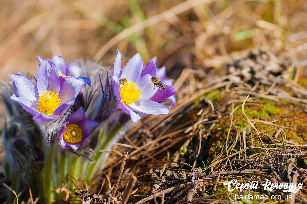 Сон-трава квітне у лісництві на Черкащині. Фото - фото 2