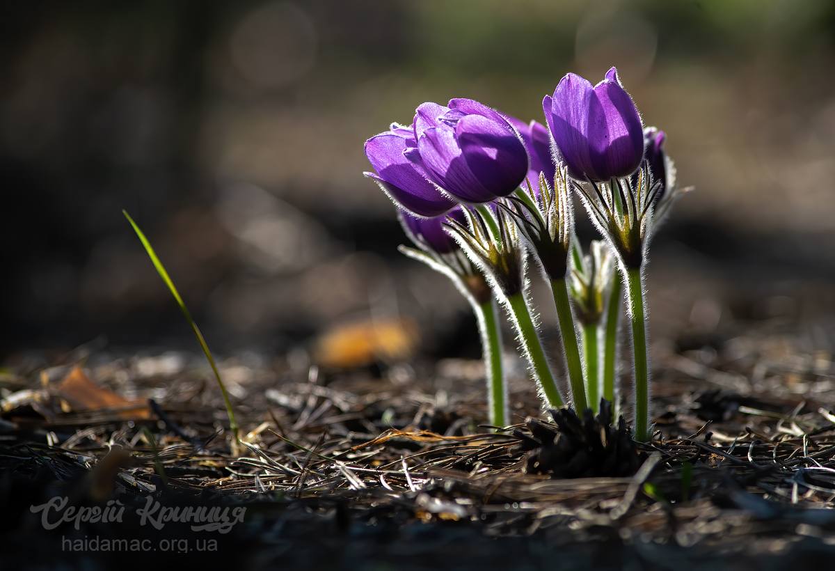 Сон-трава квітне у лісництві на Черкащині. Фото - фото 13